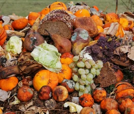 Resíduos Orgânicos